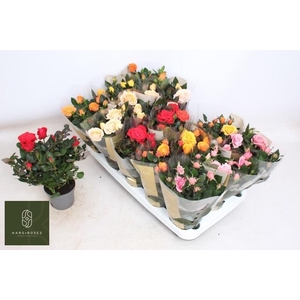 RO KORDAN GRANDE GEM