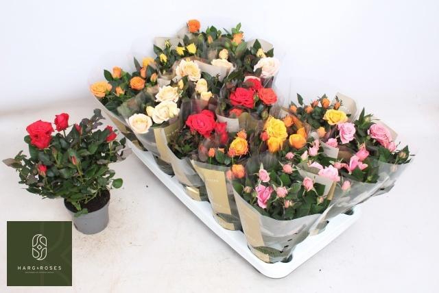 <h4>RO KORDAN GRANDE GEM</h4>