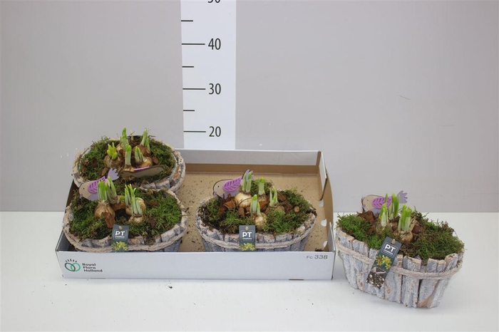 <h4>Arr Narcissus In Boomschors</h4>