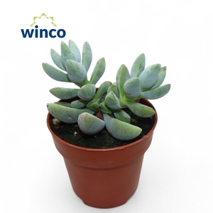 Crassula White Ben