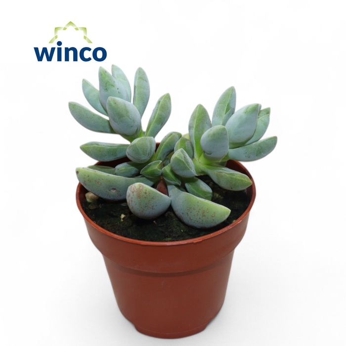 Crassula White Ben