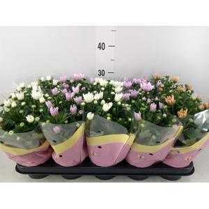 Chrysanthemum   ..rosebud mix