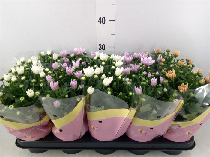 <h4>Chrysanthemum   ..rosebud mix</h4>