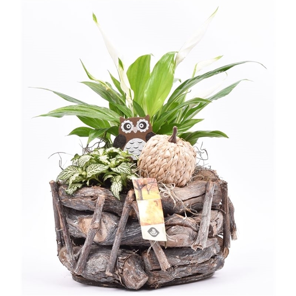 <h4>Natuur druivenhout 24cm</h4>