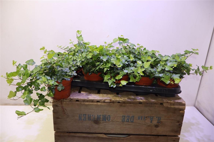 <h4>arr8 Hed He Wonder</h4>