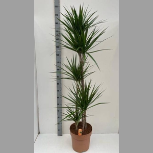 DRA MARGINATA