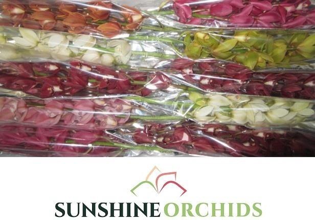 <h4>CYMB MI GEM</h4>