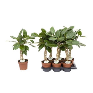 Ficus Audrey