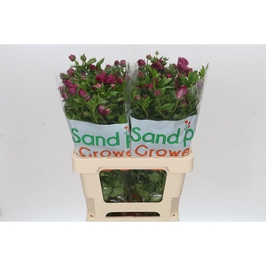 Ranunculus Magical Raspberry