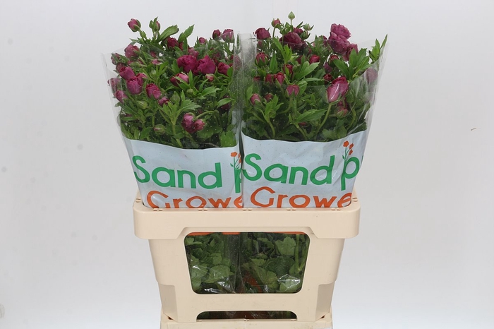 <h4>Ranunculus Magical Raspberry</h4>