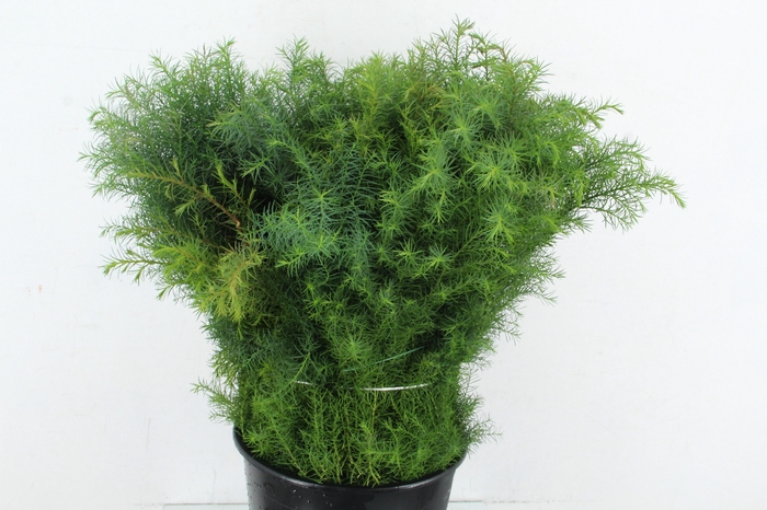 <h4>CRYPTOMERIA JAPONICA 300GR</h4>