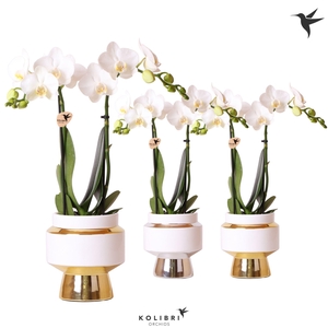 Kolibri Orchids Phalaenopsis white 2 spike in Le Chic pot mix