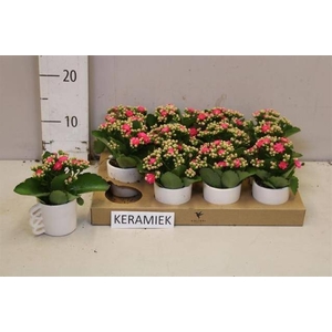 ARR KALANCHOE