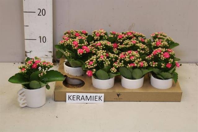 <h4>ARR KALANCHOE</h4>