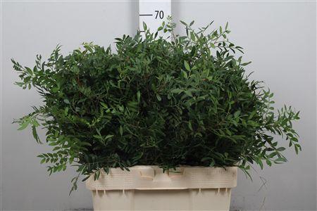 <h4>Pistacia Blad P Bos</h4>