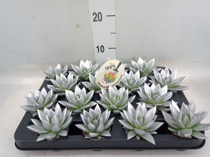 <h4>Echeveria  'Miranda'</h4>