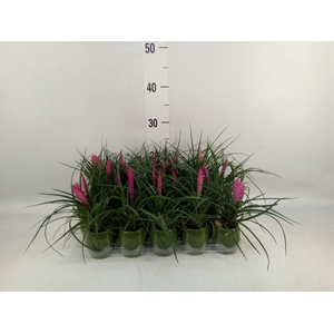Tillandsia cyanea 'Anita'