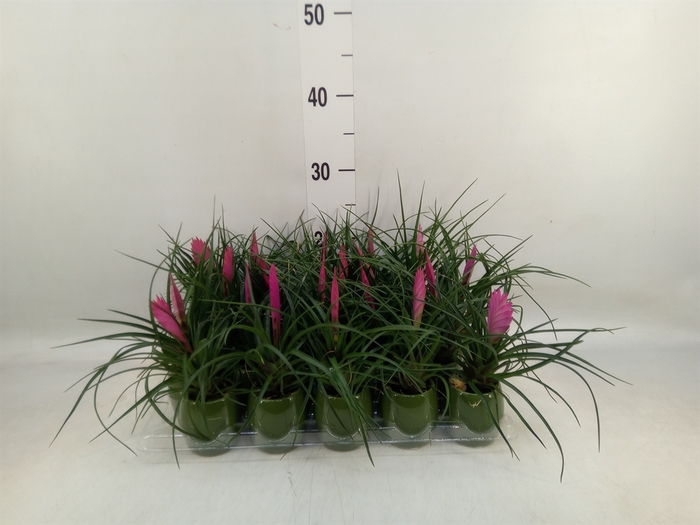 <h4>Tillandsia cyanea 'Anita'</h4>