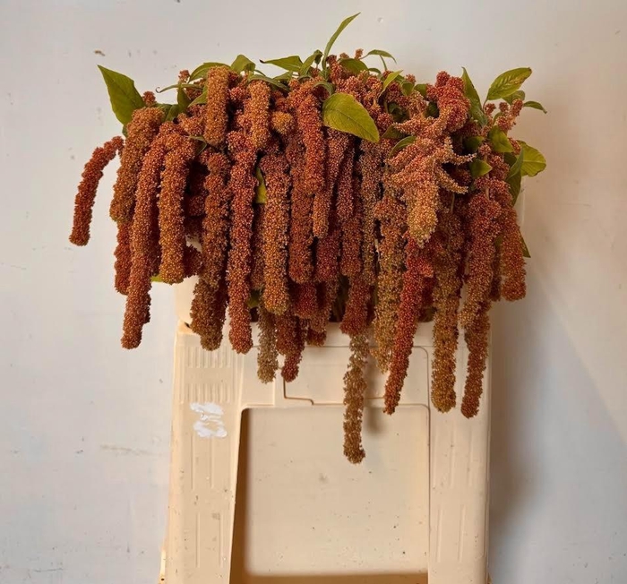 <h4>AMAR CA CORAL FOUNTA</h4>