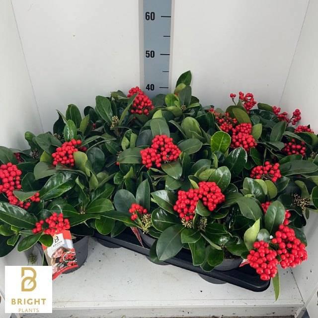 <h4>SKIM J VEITCHII</h4>