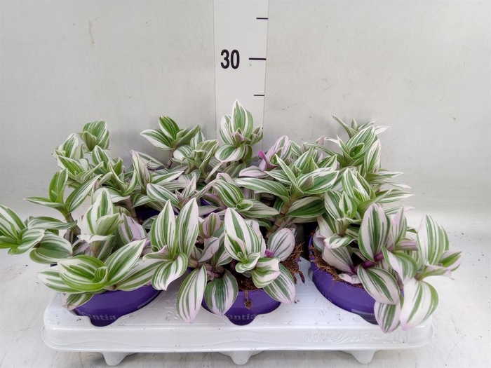 <h4>Tradescantia ...</h4>