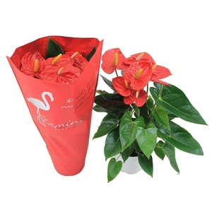 Anthurium XL.10 Mauii Red 17cm