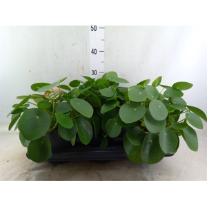 Pilea peperomoides