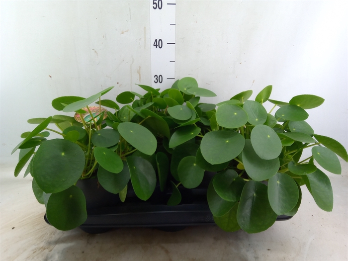 <h4>Pilea peperomoides</h4>