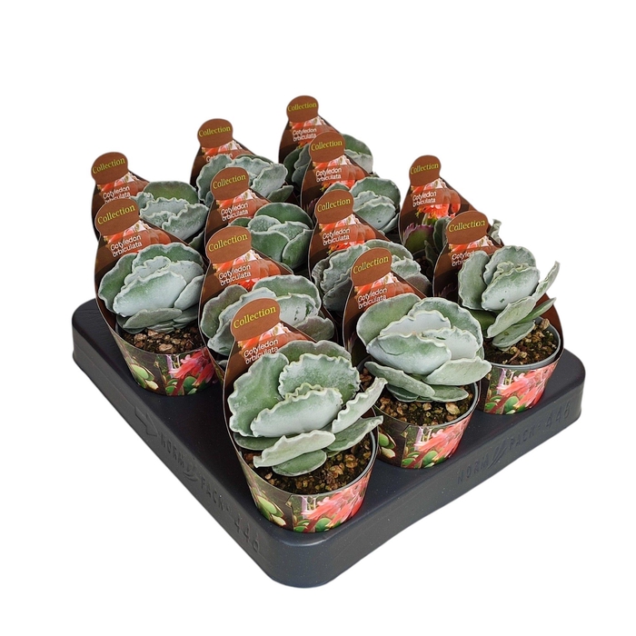 <h4>COT OR OBLONGA</h4>