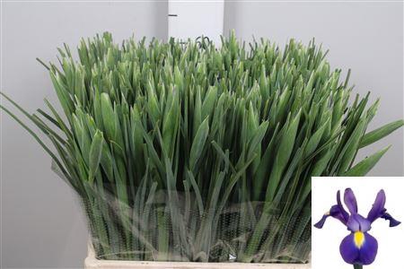 <h4>Iris New Magic</h4>