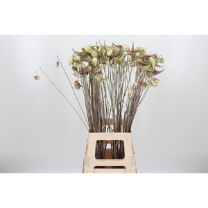 Asclepias Syriaca