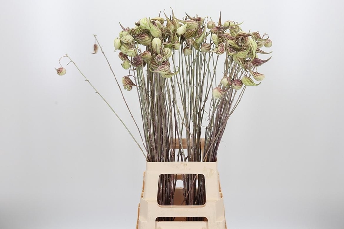<h4>Asclepias Syriaca</h4>