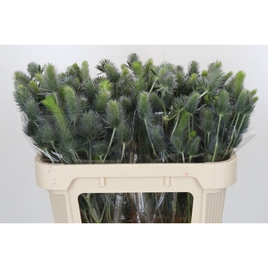 Eryngium Electric Dynamite