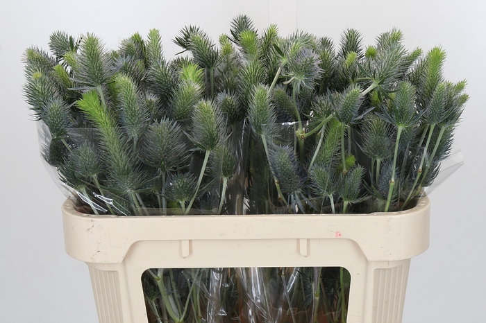 Eryngium Electric Dynamite