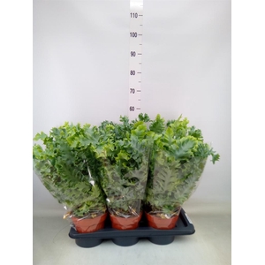 Phlebodium aureum 'Davana'