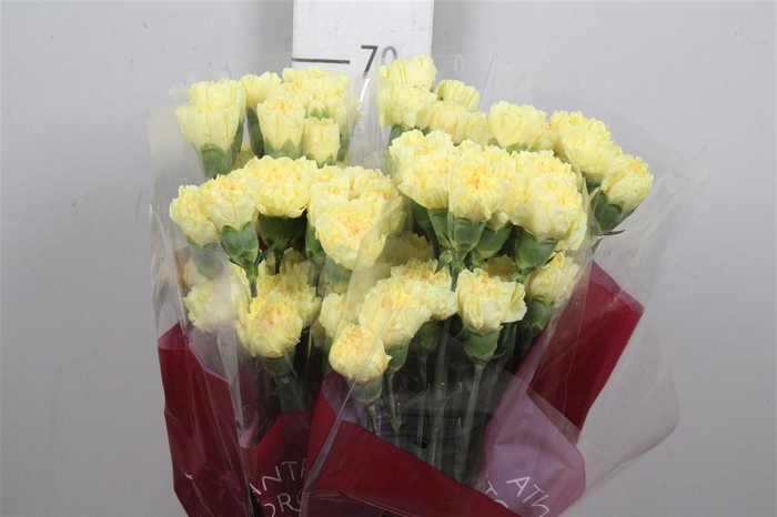 <h4>Di St Hermes</h4>