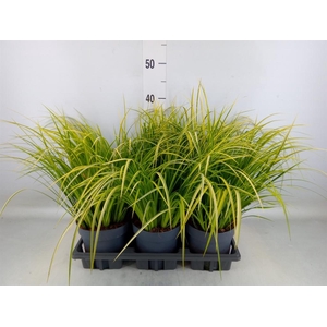 Acorus gramineus 'Ogon'