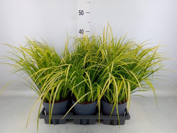 <h4>Acorus gramineus 'Ogon'</h4>