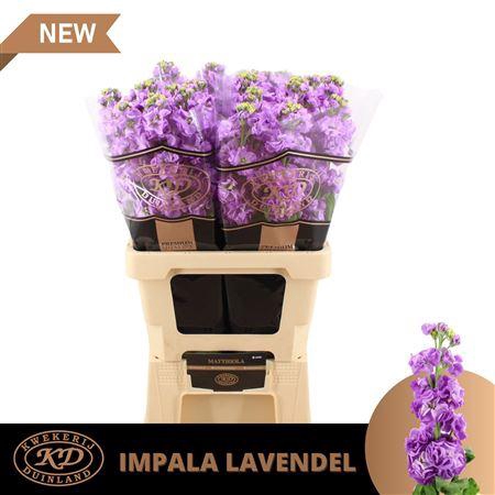<h4>Matth Impala Lavender</h4>