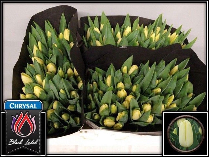 <h4>Tulipa si creme fraiche</h4>