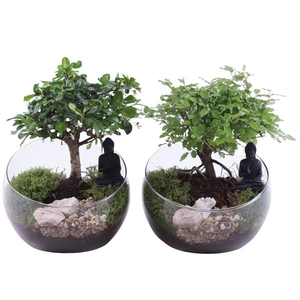 Bonsai Indoor Mix Ø15cm Ball Shape in Glass Bowl Vase Ø20cm