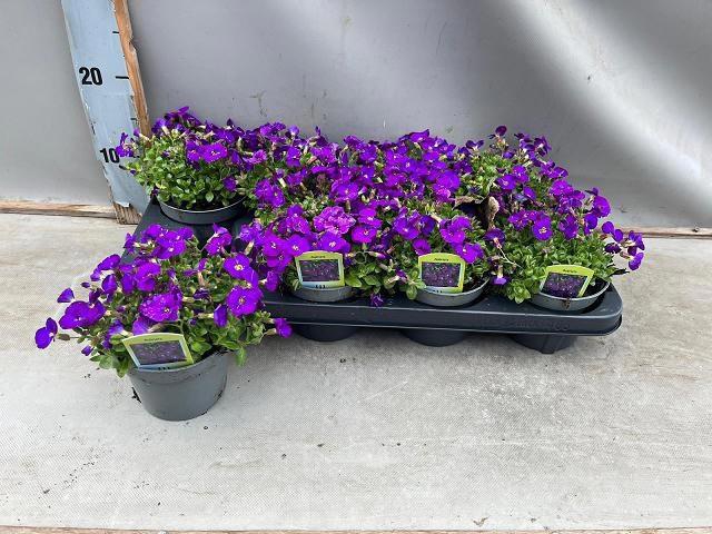 <h4>AUBR CASCADE PURPLE</h4>