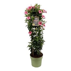 Mandevilla Sundaville Flamingo Pink