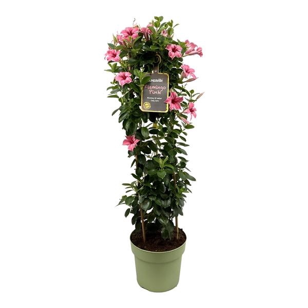 <h4>Mandevilla Sundaville Flamingo Pink</h4>