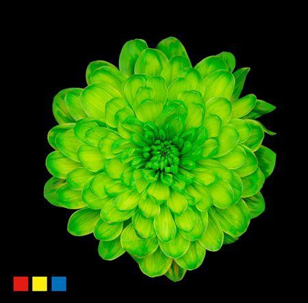 <h4>Chr T Altaj Green</h4>