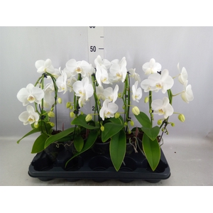 Phalaenopsis   ...white