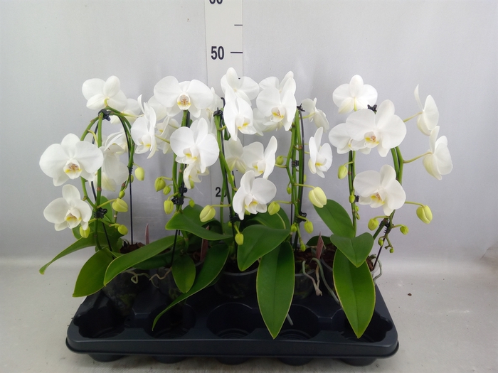 Phalaenopsis   ...white