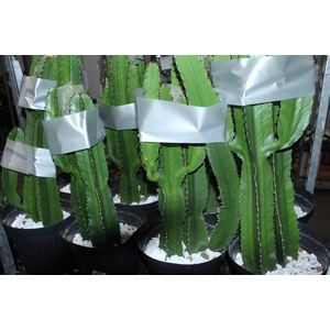 CACTUS EUPHORBIA MANDACARU P30