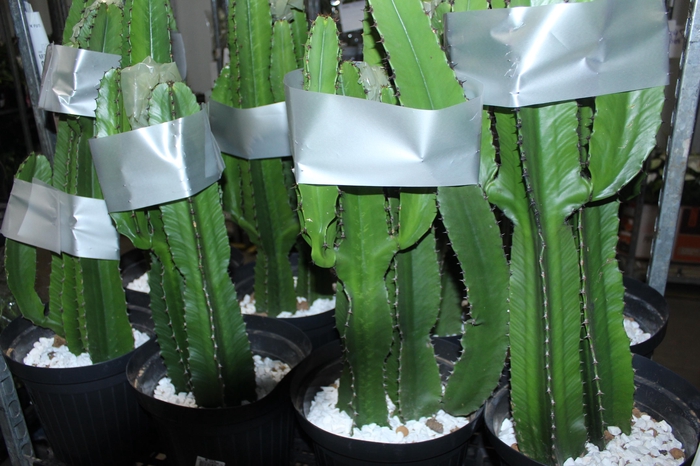 <h4>CACTUS EUPHORBIA MANDACARU P30</h4>