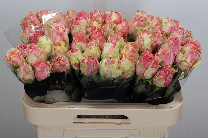 <h4>R Gr Fiesta+</h4>